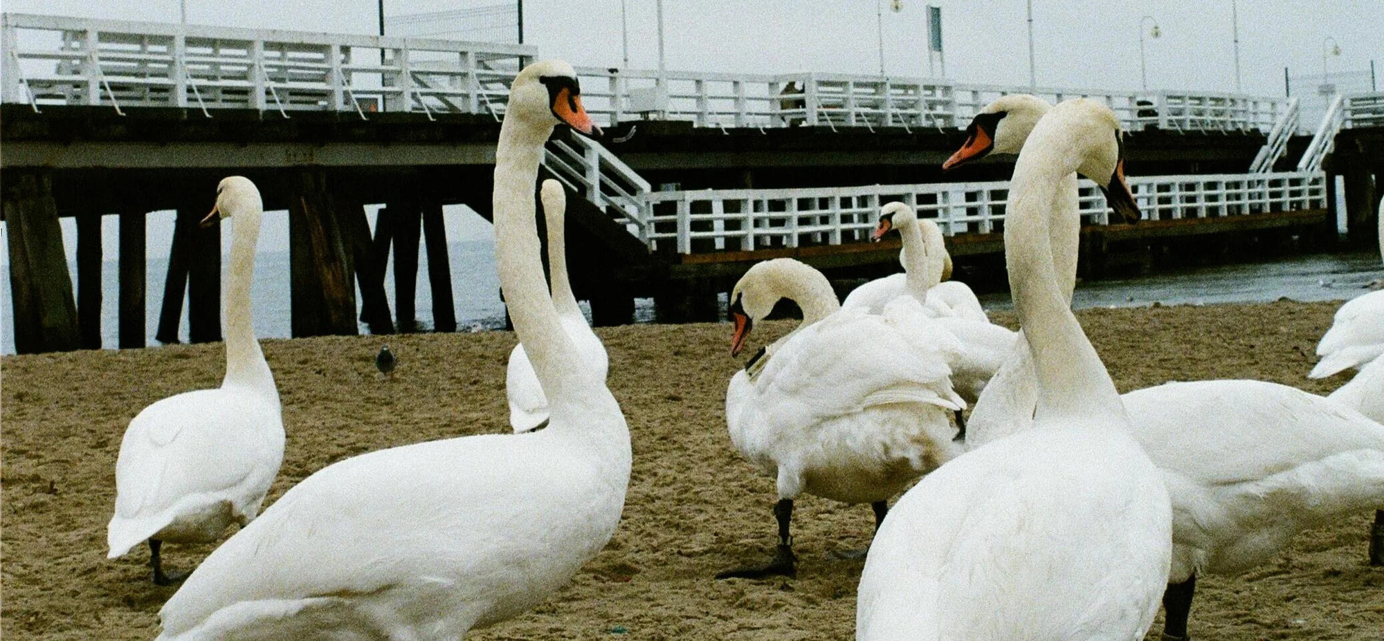 What is the difference between goose down and duck down Linens Delight